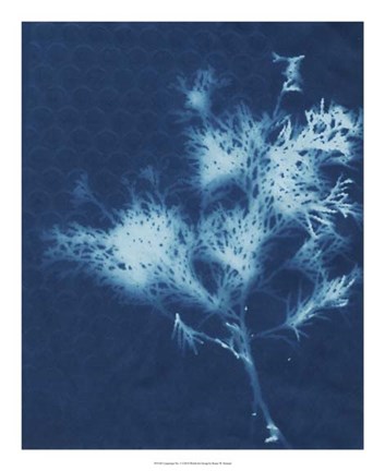 Framed Cyanotype No.3 Print