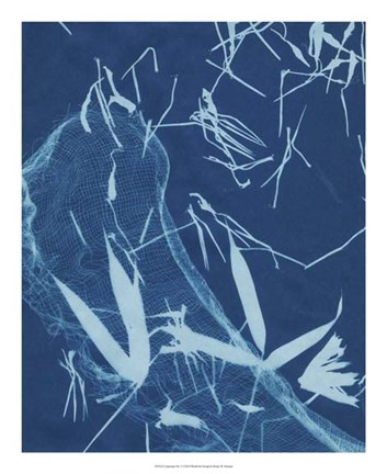 Framed Cyanotype No.5 Print