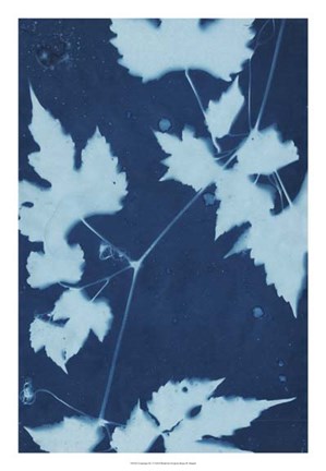 Framed Cyanotype No.9 Print