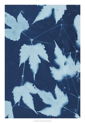 Framed Cyanotype No.10 Print