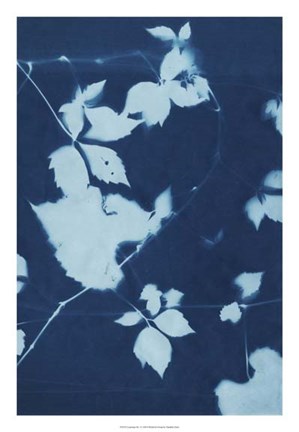 Framed Cyanotype No.11 Print