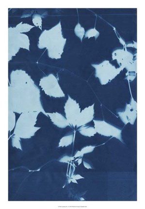 Framed Cyanotype No.12 Print