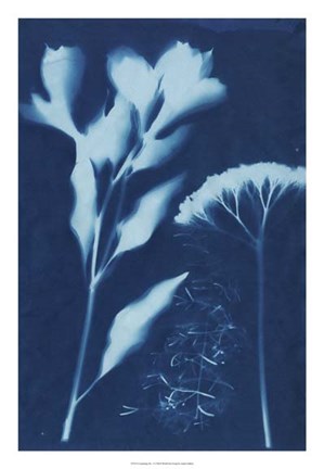 Framed Cyanotype No.15 Print