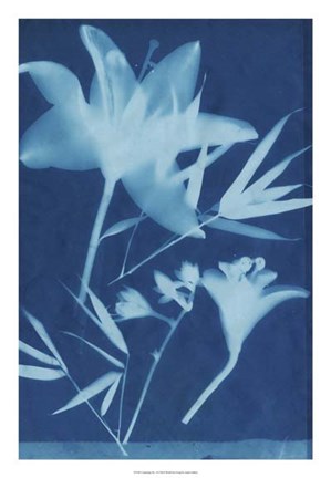 Framed Cyanotype No.18 Print