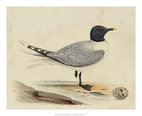 Framed Meyer Shorebirds I Print