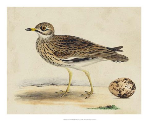 Framed Meyer Shorebirds IV Print