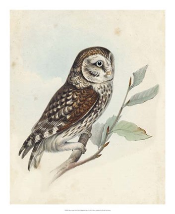 Framed Meyer Little Owl Print