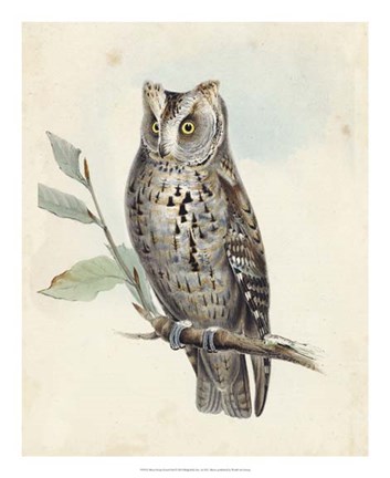 Framed Meyer Scops-Eared Owl Print