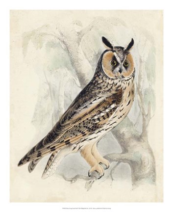 Framed Meyer Long-Eared Owl Print