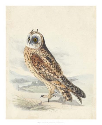 Framed Meyer Hawk Owl Print