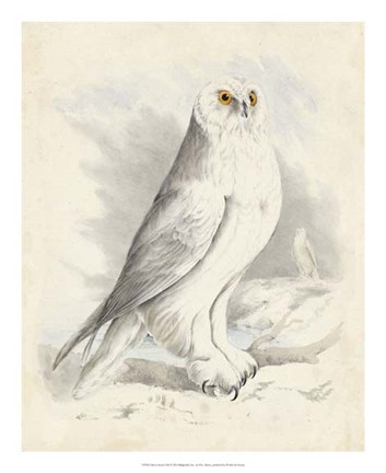 Framed Meyer Snowy Owl Print