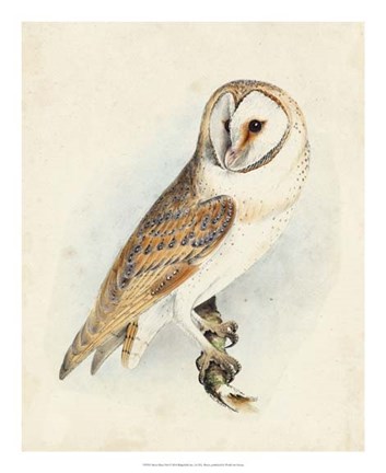 Framed Meyer Barn Owl Print