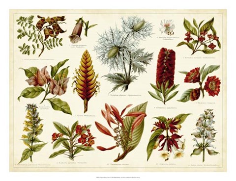 Framed Tropical Botany Chart I Print