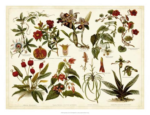 Framed Tropical Botany Chart II Print