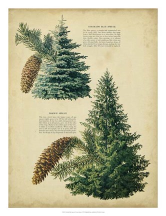 Framed Colorado Blue Spruce &amp;Norway Spruce Print