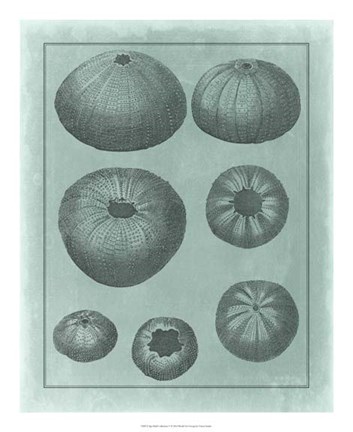 Framed Spa Shell Collection V Print