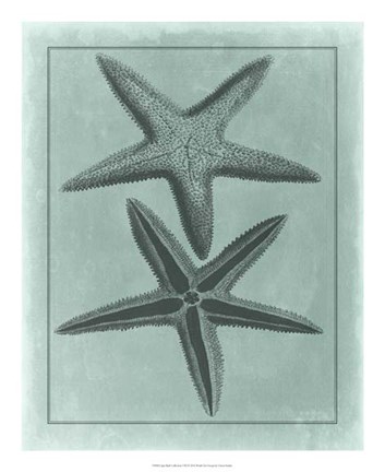 Framed Spa Shell Collection VIII Print