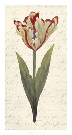 Framed Twin Tulips I Print