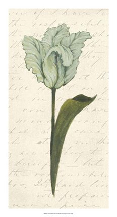 Framed Twin Tulips V Print