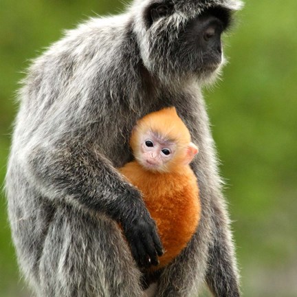 Framed Silver Leaf Monkey and offspring, Borneo, Malaysia Print