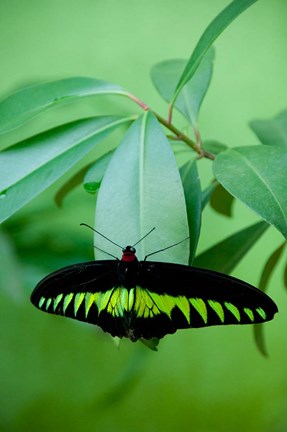 Framed Rajah Brooke&#39;s Birdwing, Malaysia&#39;s national butterfly Print