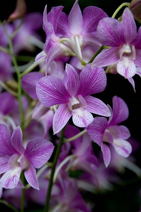 Framed Singapore. National Orchid Garden - Purple/White Orchids Print