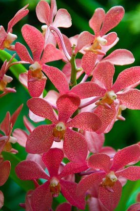 Framed Singapore. National Orchid Garden - salmon colored Orchids Print