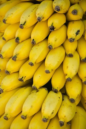 Framed Oman, Dhofar Region, Salalah. Local bananas for Sale Print