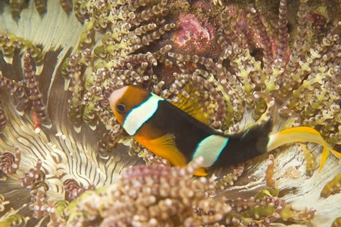 Framed Clark&#39;s Anemonefish, Philippines Print