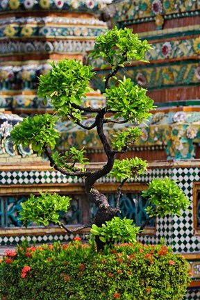 Framed Bonsai tree in front of chedi, Wat Pho, Bangkok, Thailand Print