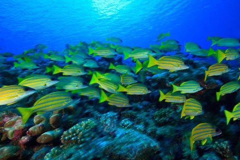 Framed Schooling Bluestripped Snappers, North Huvadhoo Atoll, Southern Maldives, Indian Ocean Print