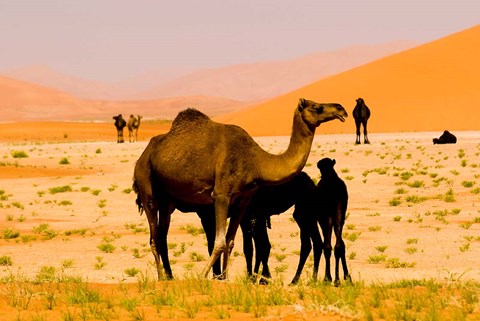 Framed Oman, Rub Al Khali desert, camels, mother and calves Print