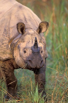 Framed Asia, Nepal, Royal Chitwan NP. Indian rhinoceros Print