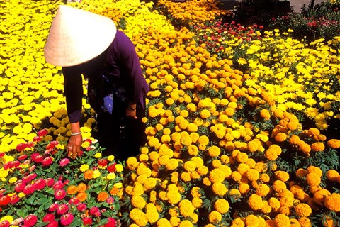 Framed Beautiful Graphic with Woman in Straw Hat and Colorful Flowers Vietnam Mekong Delta Print