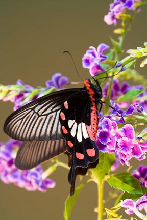 Framed Thailand, Doi Inthanon, Papilio polytes, butterfly Print