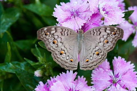 Framed Thailand, Khon Kaen, grey Pansy butterfly Print