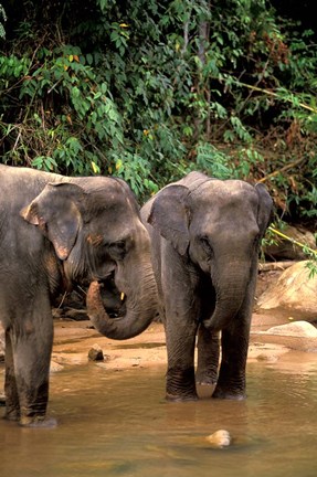 Framed Asian Elephants in Khao Yi National Park, Thailand Print