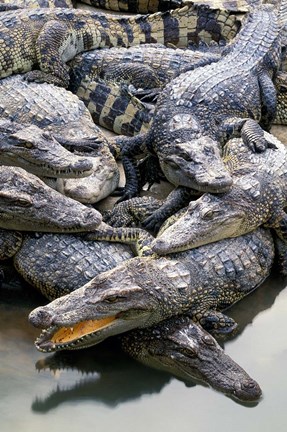 Framed Asia, Thailand Crocodiles Print