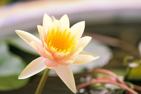 Framed Water Lily flower, Ayuthaya, Thailand Print