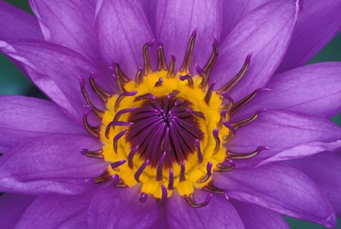 Framed Purple and Yellow Lotus Flower, Bangkok, Thailand Print