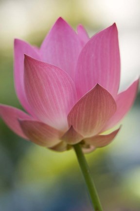 Framed Bloom of Lotus Flower, Bangkok, Thailand Print