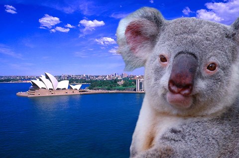 Framed Portrayal of Opera House and Koala, Sydney, Australia Print