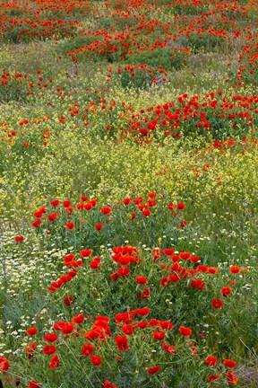 Framed Red Poppy Field in Central Turkey during springtime bloom Print