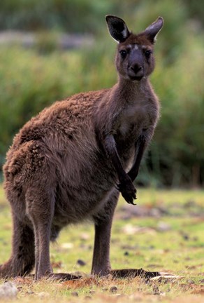 Framed Western Grey Kangaroo in its Brown Phase, Australia Print