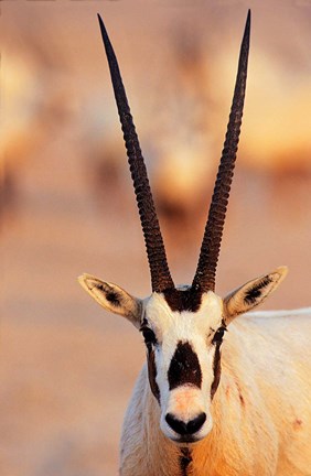 Framed Arabian Oryx wildlife on Sir Bani Yas Island, UAE Print