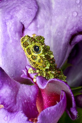 Framed Close-up of mossy tree frog on flower, Vietnam Print