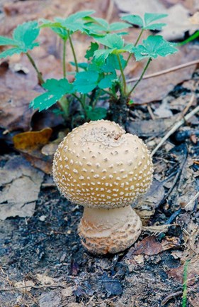 Framed Wild Mushroom Growing in Forest Print