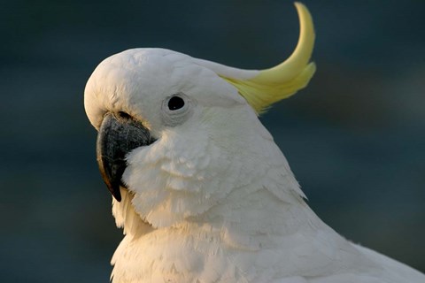 Framed Cockatoo, Sydney Harbor, Australia Print