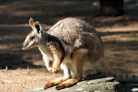 Framed Kangaroo, Taronga Zoo, Sydney, Australia Print