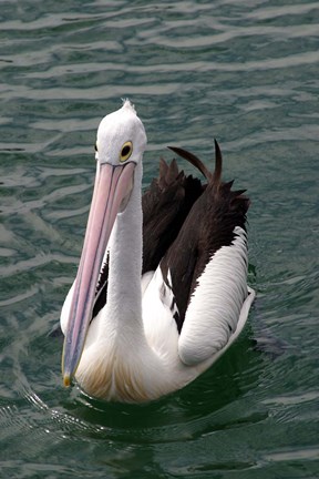 Framed Pelican, Sydney Harbor, Australia Print